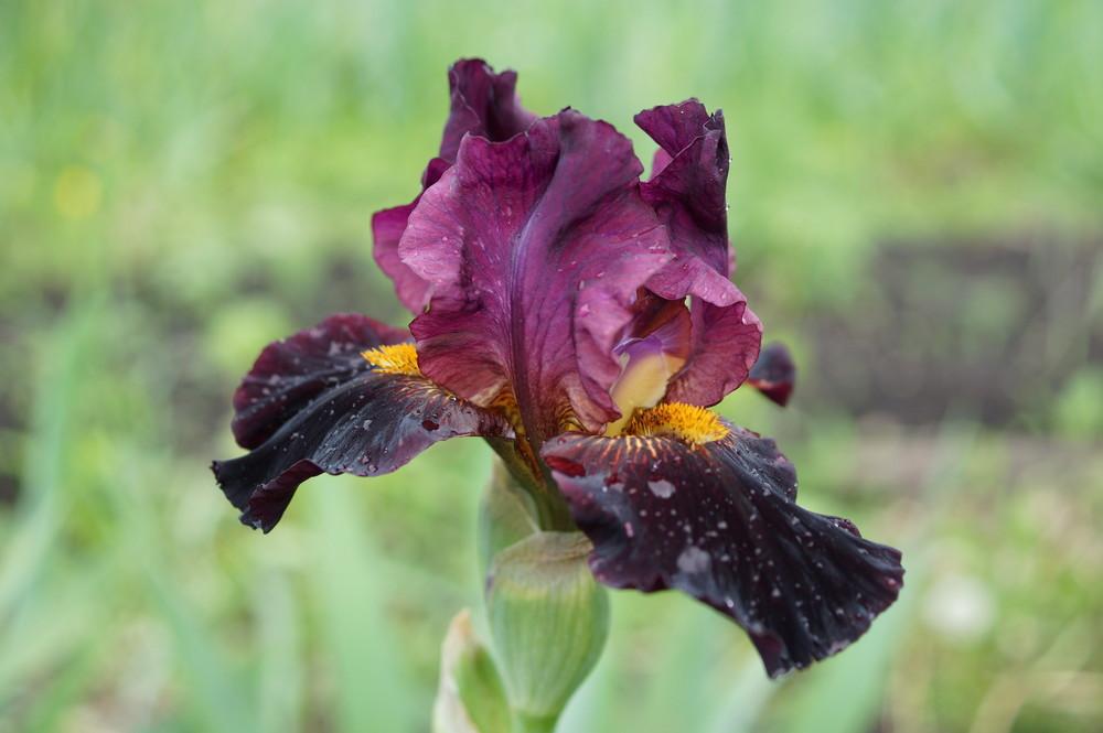 Photo of Intermediate Bearded Iris (Iris 'Chernoknizhnik') uploaded by cinizmprotasov