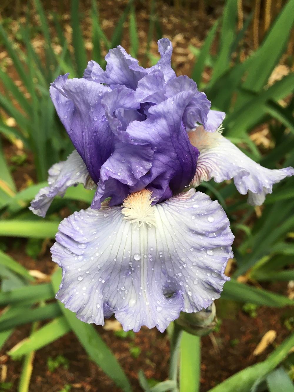 Photo of Tall Bearded Iris (Iris 'Adoregon') uploaded by lharvey16