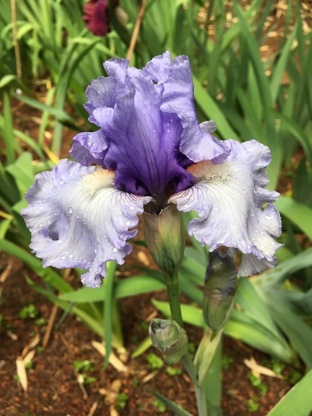 Photo of Tall Bearded Iris (Iris 'Adoregon') uploaded by lharvey16