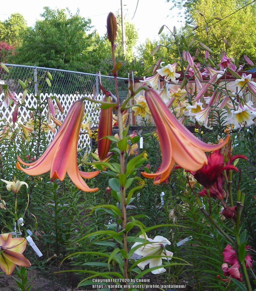 Photo of Lily (Lilium African Queen) uploaded by pardalinum