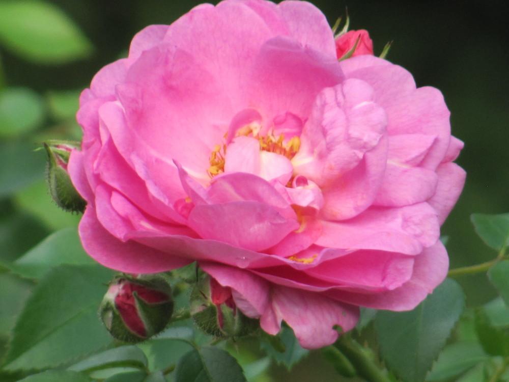 Photo of Rose (Rosa 'Cape Diamond') uploaded by roseman2000