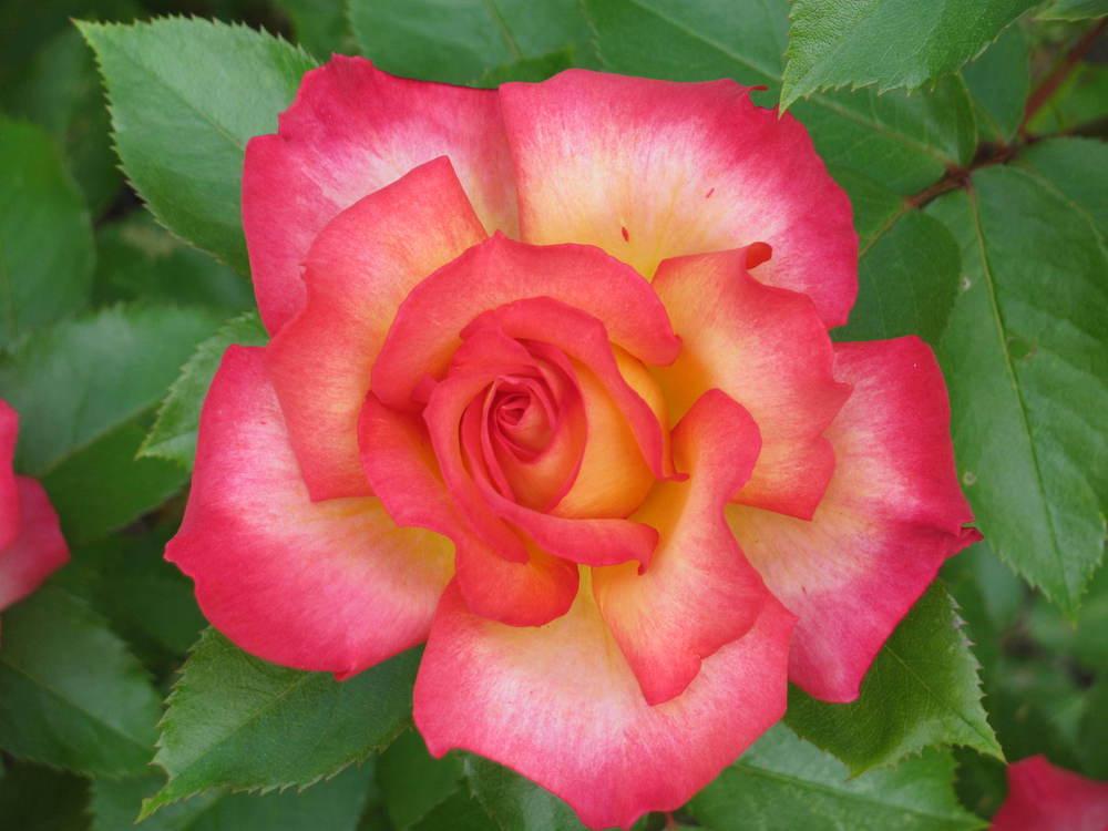 Photo of Rose (Rosa 'Rainbow Sorbet') uploaded by roseman2000