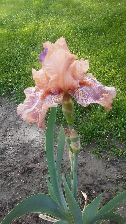 Photo of Tall Bearded Iris (Iris 'King Tush') uploaded by scary1785