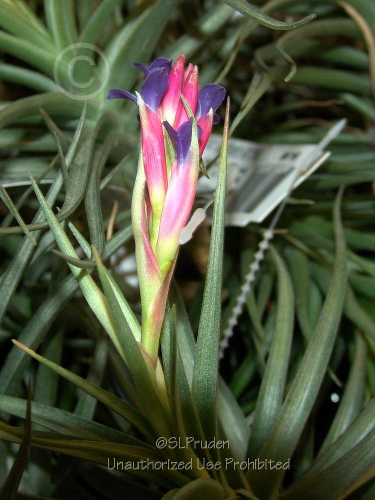 Photo of Carnations of the Air (Tillandsia aeranthos) uploaded by DaylilySLP
