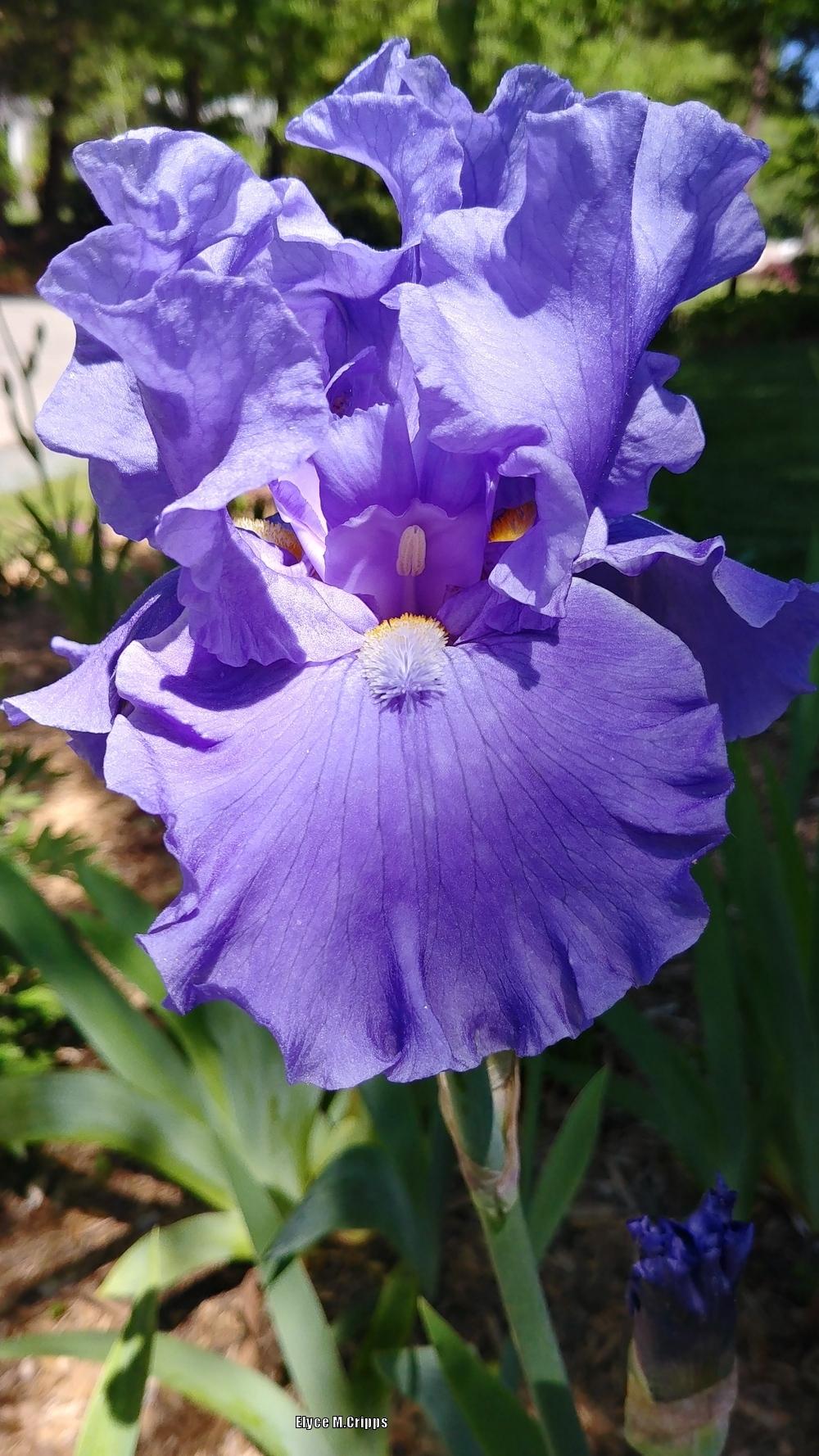 Photo of Tall Bearded Iris (Iris 'Sea Power') uploaded by ElyceC