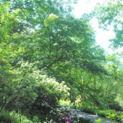 Location: Jenkins Arboretum in Berwyn, Pennsylvania
Date: 2020-05-26
large specimen in bloom