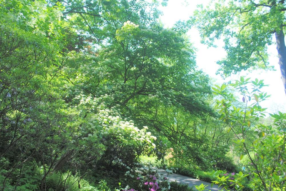 Photo of Pagoda Dogwood (Cornus alternifolia) uploaded by ILPARW