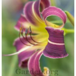 Location: My garden-Zone 9a
Date: 2020-05-17
Daylily - Eggplant electricity