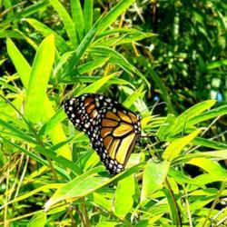 Location: Thomasville, GA USA
Date: 2020-05-31
A #Monarch butterfly ( number 55 released about an hour ago on Ma