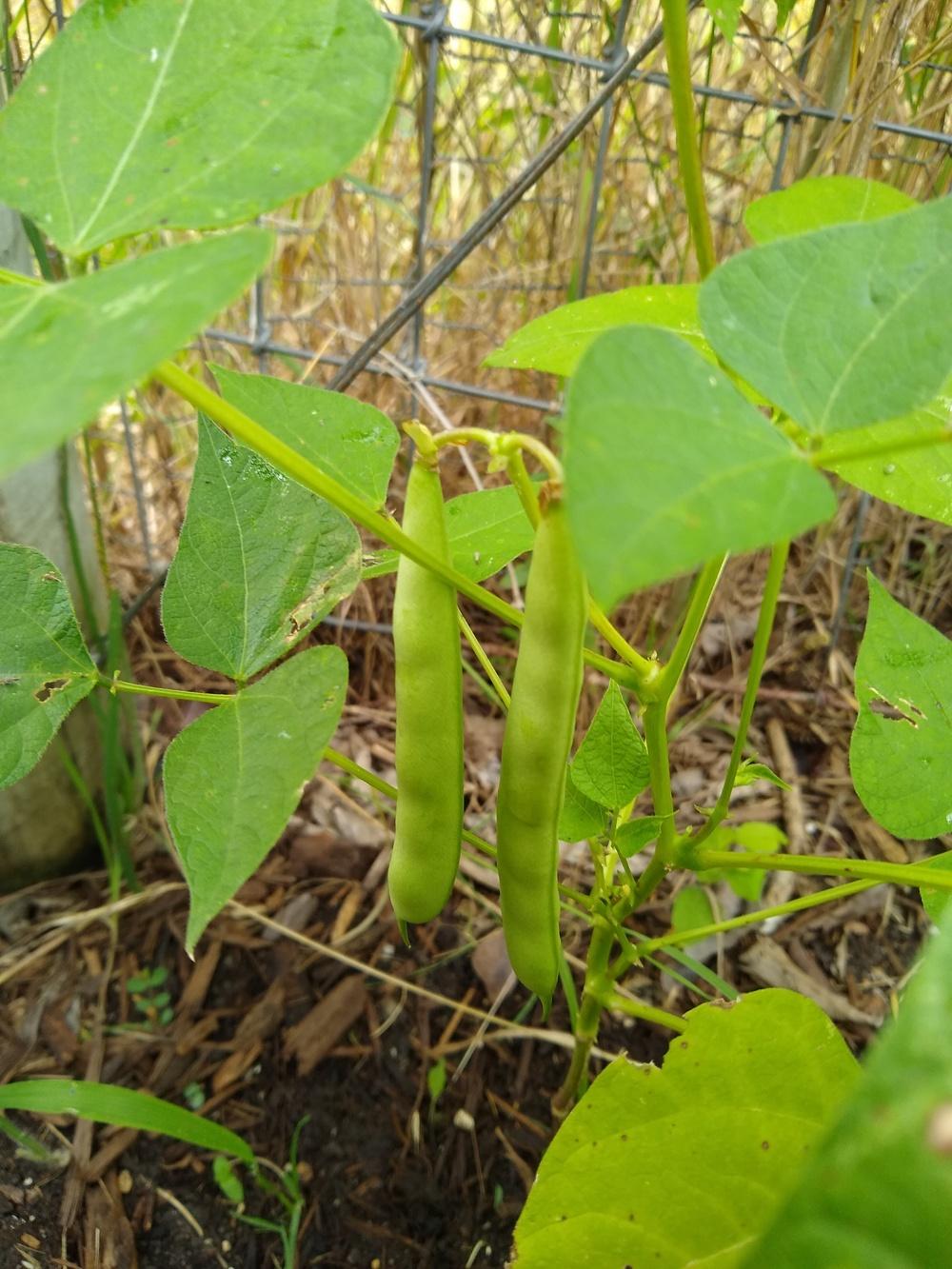 Photo of Dry Bean (Phaseolus vulgaris 'Black Turtle Soup') uploaded by christinereid54
