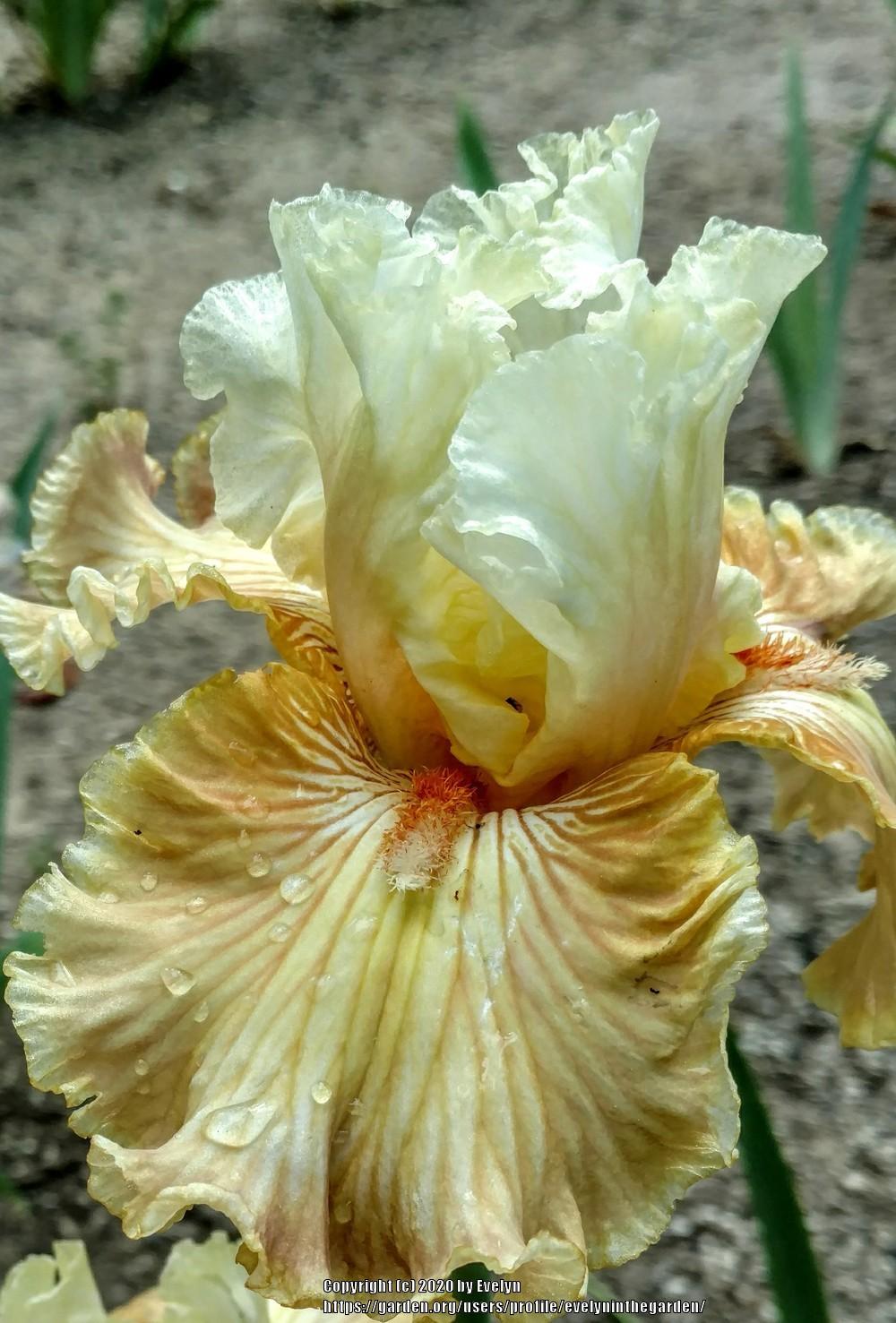 Photo of Tall Bearded Iris (Iris 'Australian Rosé') uploaded by evelyninthegarden