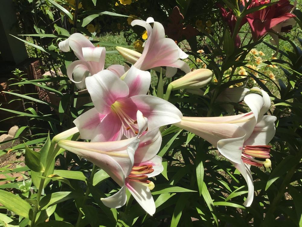 Photo of Lily (Lilium Triumphator) uploaded by gardenfish