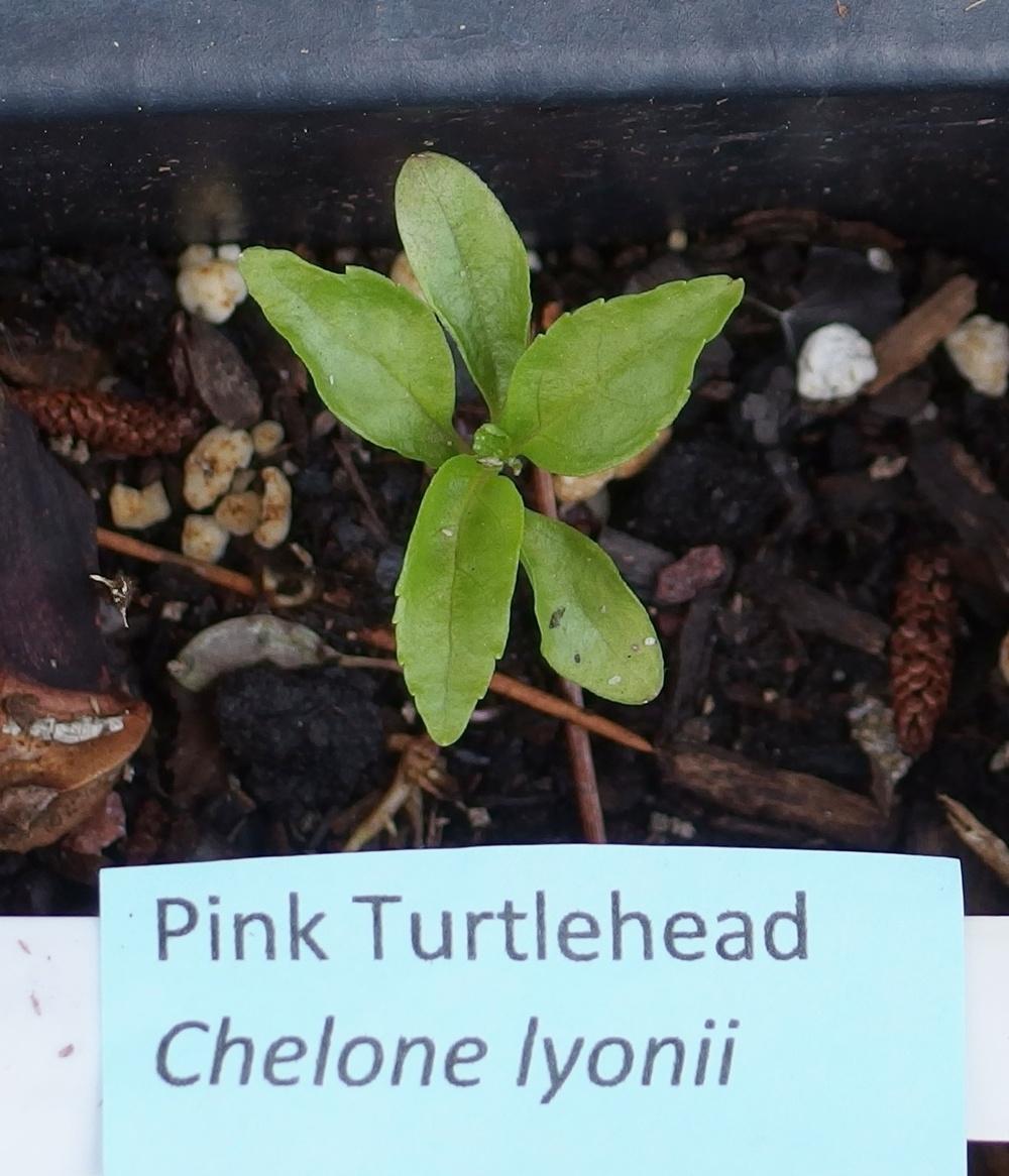 Photo of Pink Turtlehead (Chelone lyonii) uploaded by mmolyson