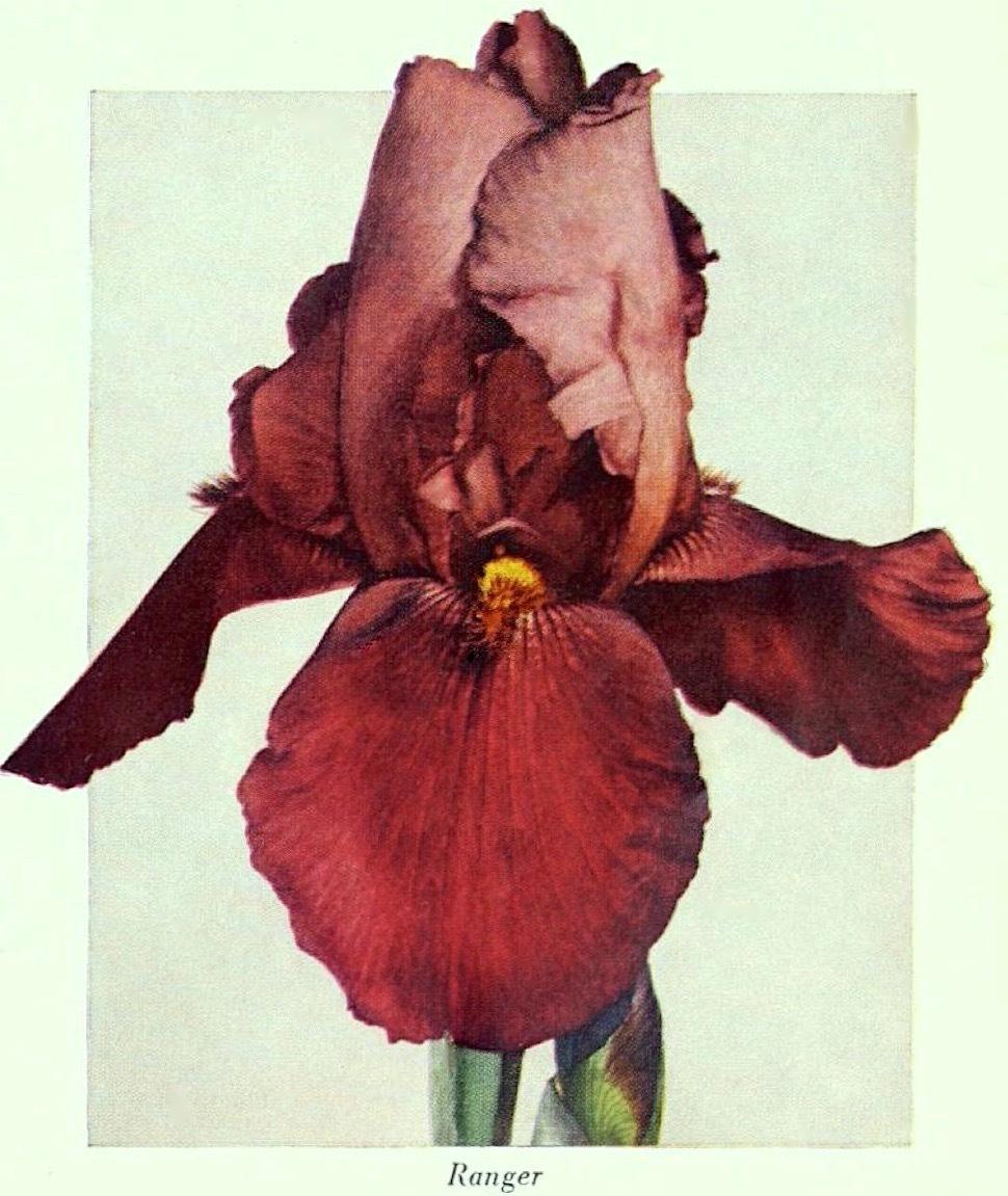 Photo of Tall Bearded Iris (Iris 'Ranger') uploaded by scvirginia