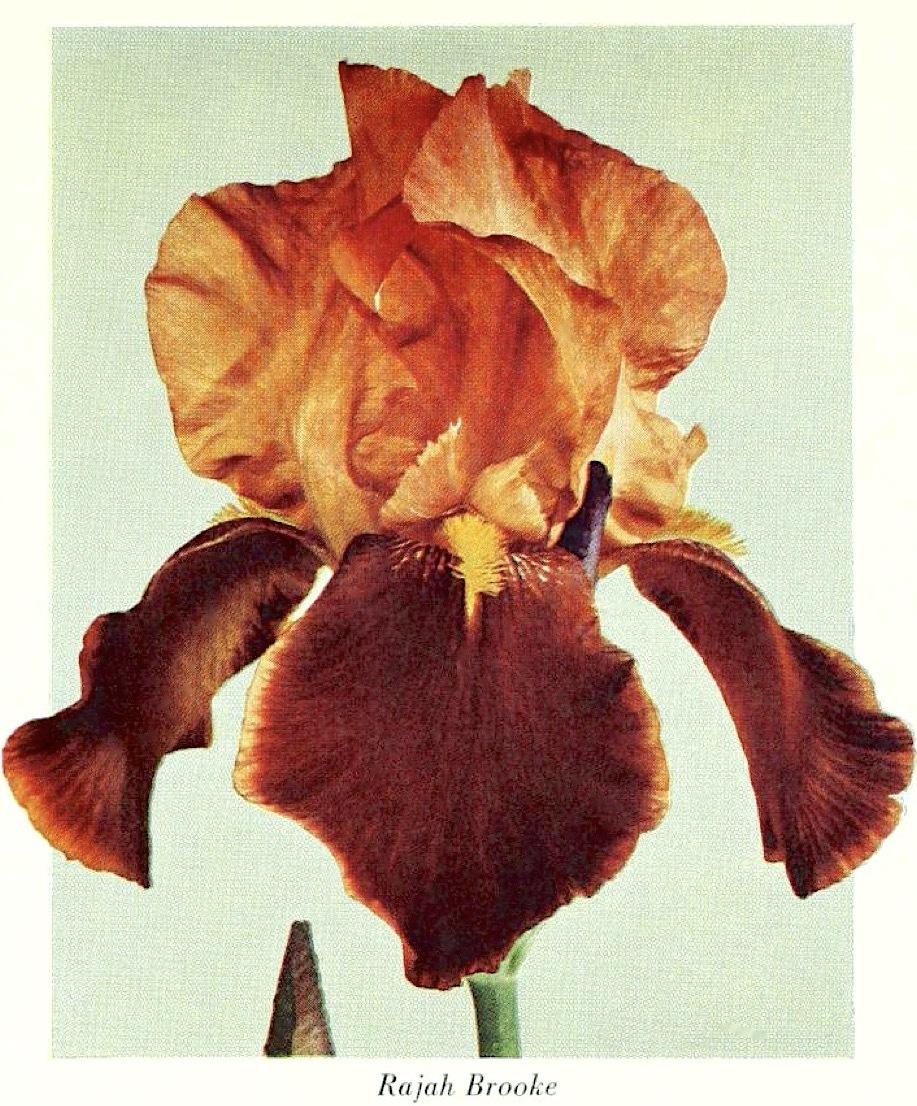 Photo of Tall Bearded Iris (Iris 'Rajah Brooke') uploaded by scvirginia