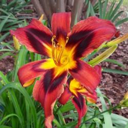 Location: My Caffeinated Garden, Grapevine, TX
Date: 2020-06-01
This daylily loves to bloom! Container grown in light shade!