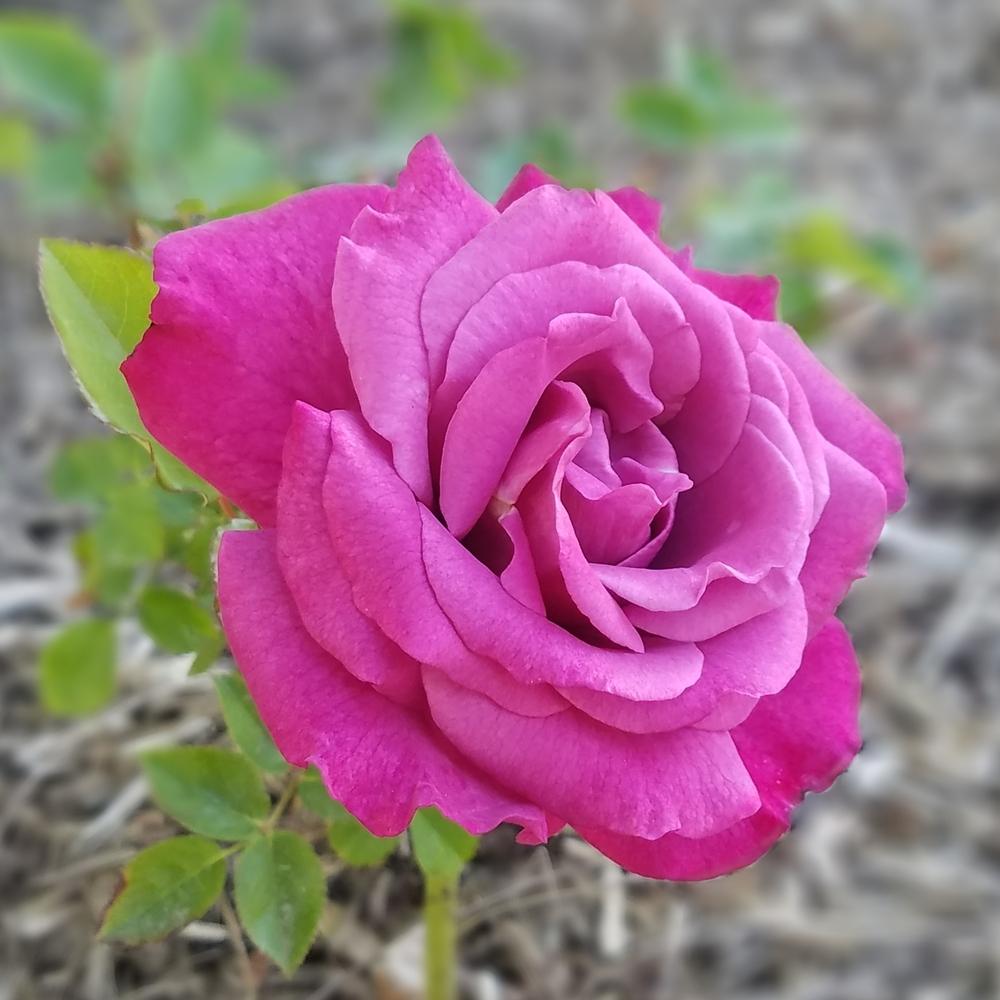 Photo of Rose (Rosa 'Heirloom') uploaded by OrganicJen