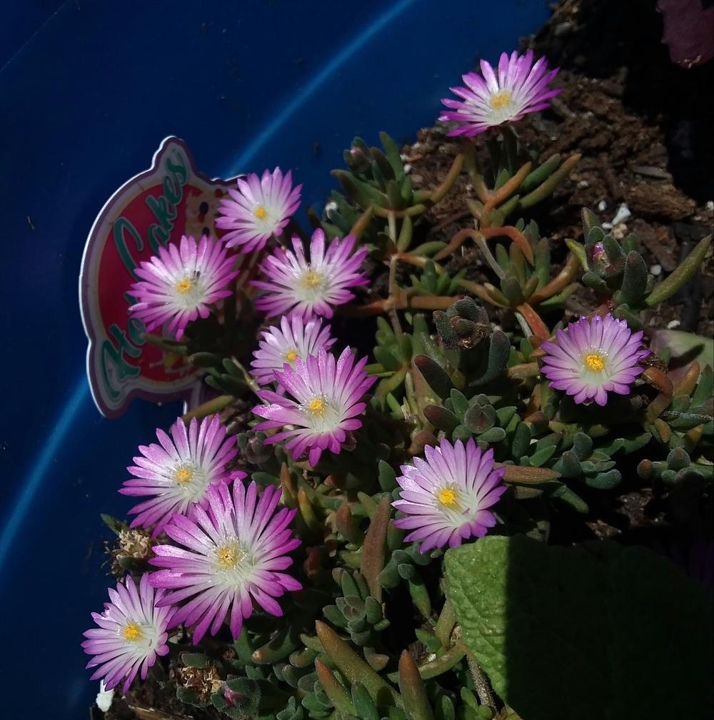 Photo of Ice Plant (Delosperma Hot Cakes® Fig Fusion) uploaded by RoseA32