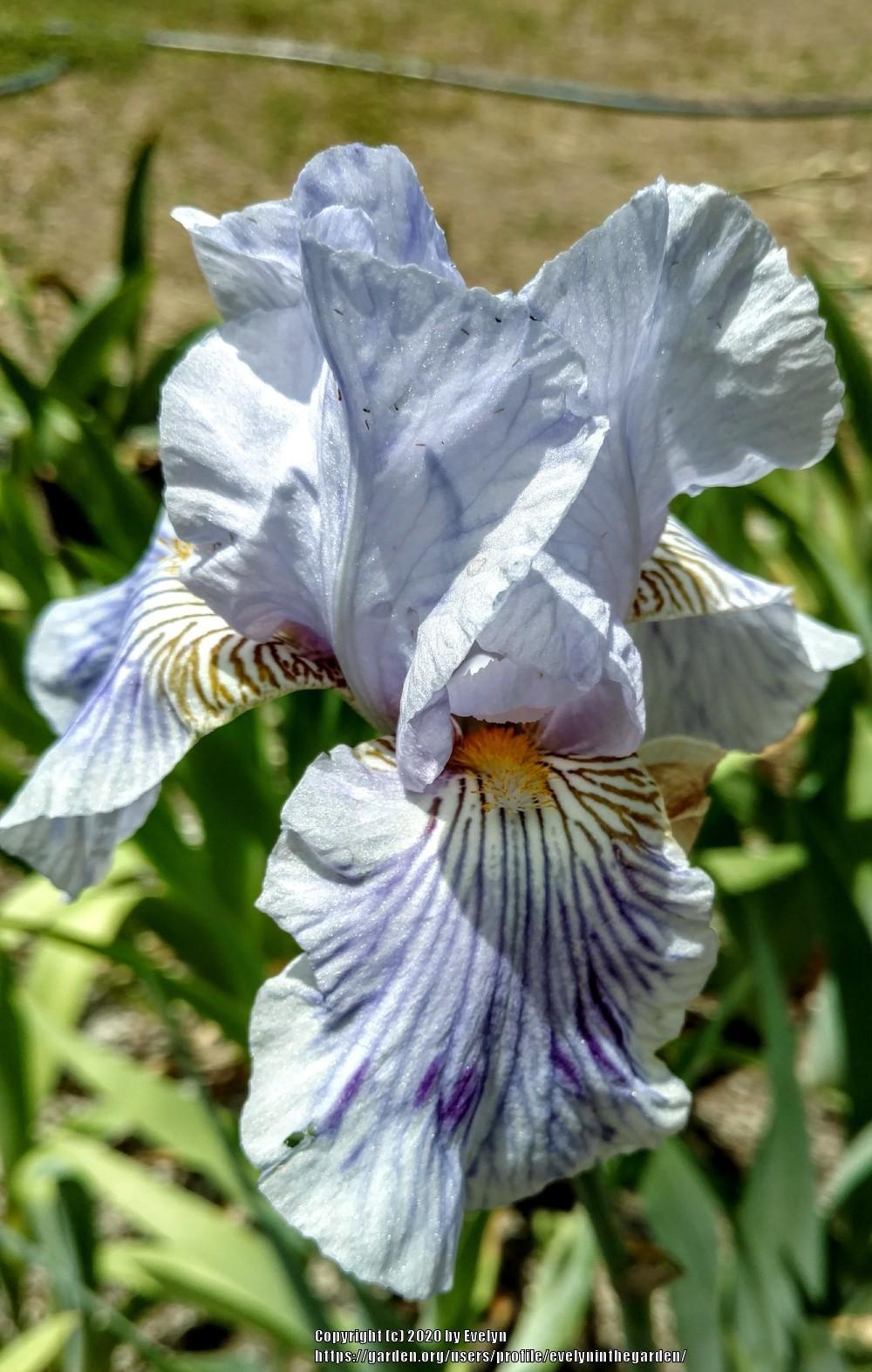Photo of Tall Bearded Iris (Iris 'Striped Butterfly') uploaded by evelyninthegarden