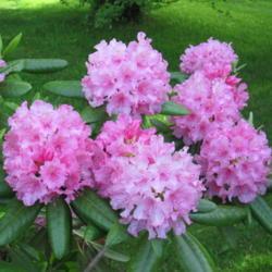 Location: charlottetown, pei, canada
Date: 2015-06-20
rhodo haaga hardy very good bloomer,pink.