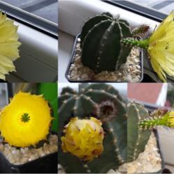 
Date: 2020-06-01
Bloom, taken from different angles, and bud at different stages o