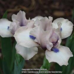 Location: My Garden, Ontario, Canada
Date: 2020-05-26
Such a pretty dwarf iris; soft pink with lovely blue beards.