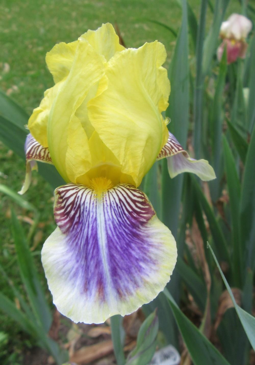 Photo of Standard Dwarf Bearded Iris (Iris 'Darius') uploaded by tveguy3