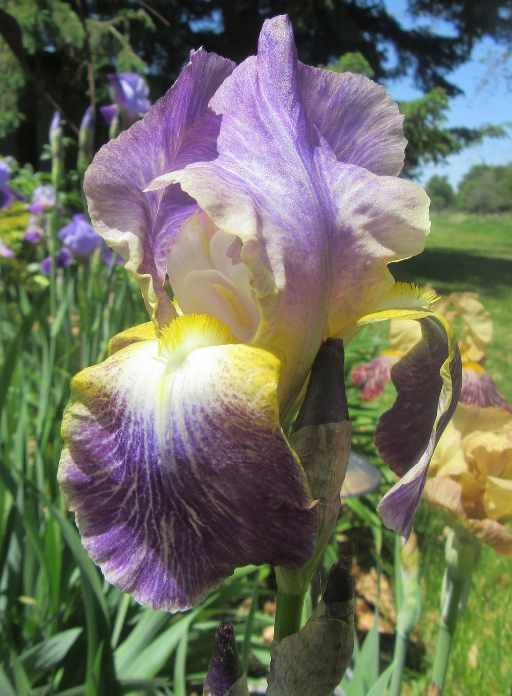 Photo of Tall Bearded Iris (Iris 'Moonlit Sea') uploaded by tveguy3