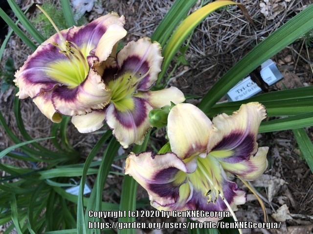 Photo of Daylily (Hemerocallis 'Tricolor') uploaded by GenXNEGeorgia