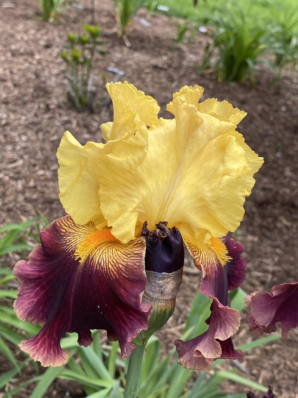 Photo of Tall Bearded Iris (Iris 'Calling Cadence') uploaded by Legalily