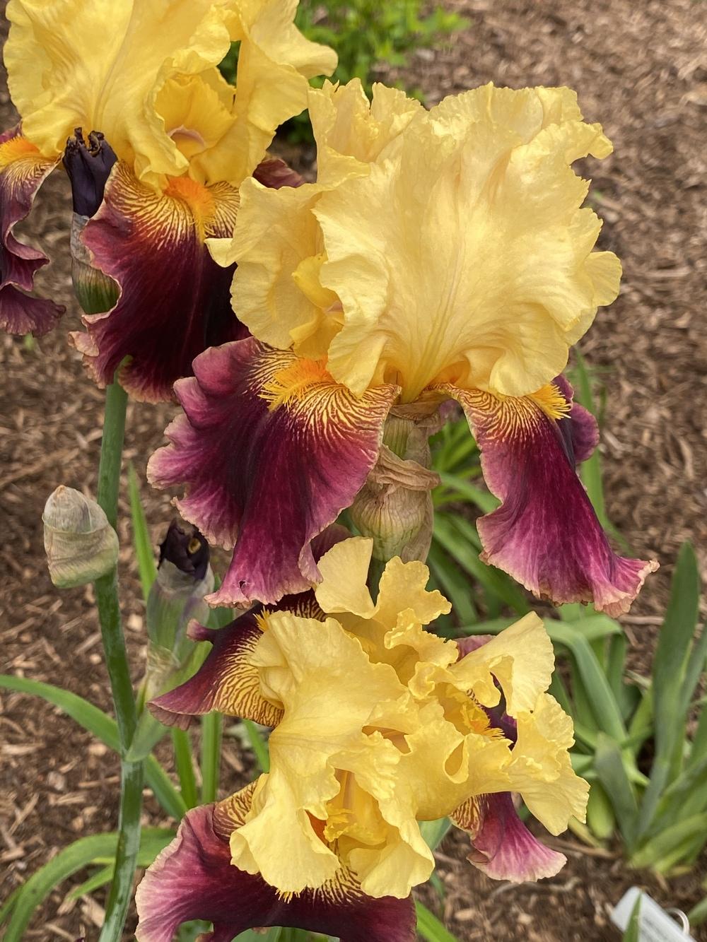 Photo of Tall Bearded Iris (Iris 'Calling Cadence') uploaded by Legalily