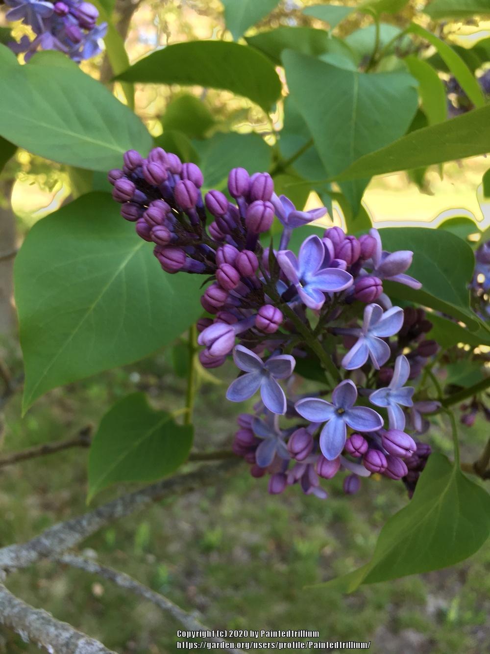 Photo of Common Lilac (Syringa vulgaris 'Wedgwood Blue') uploaded by Paintedtrillium