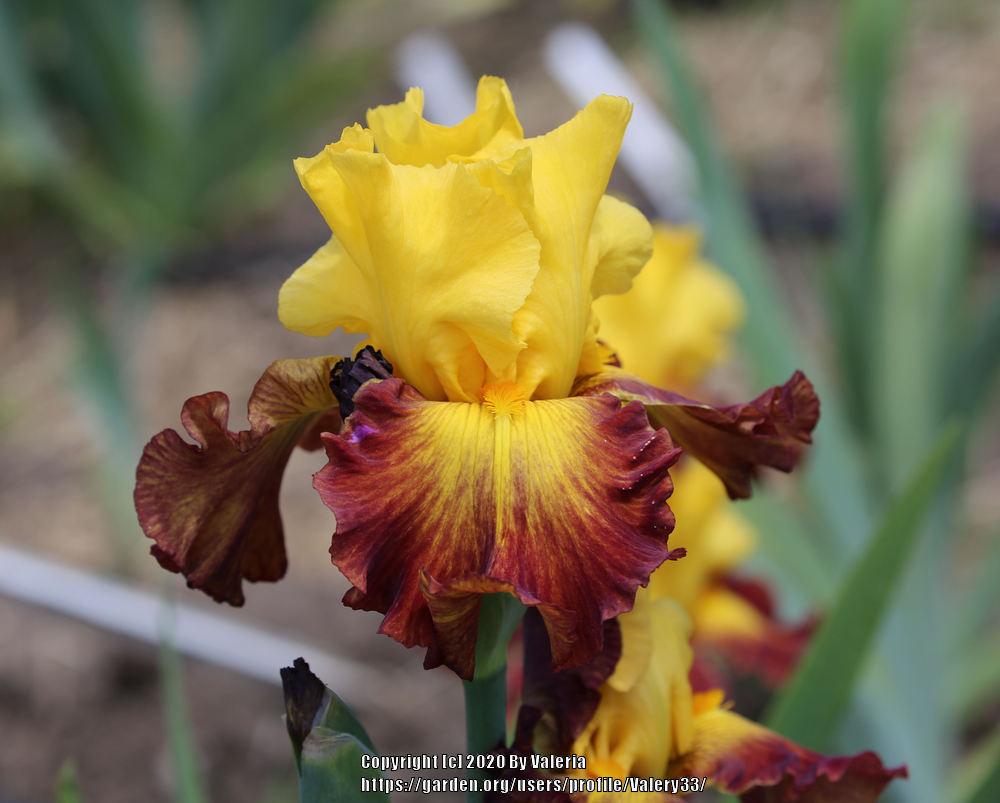 Photo of Tall Bearded Iris (Iris 'Hot Danish') uploaded by Valery33