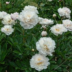 Location: Peony Garden at Nichols Arboretum, Ann Arbor, Michigan
Date: 2017-06-03
Plant of Marguerite Gerard, several years after transplanting fro