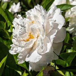 Location: Peony Garden at Nichols Arboretum, Ann Arbor, Michigan
Date: 2014-06-05
A mature bloom, nearly pure white, showing the collar of stamens 