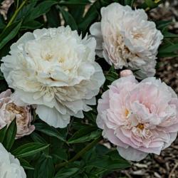 Location: Peony Garden at Nichols Arboretum, Ann Arbor, Michigan
Date: 2017-06-03
Showing a typical range of colors, from pink young blooms to whit