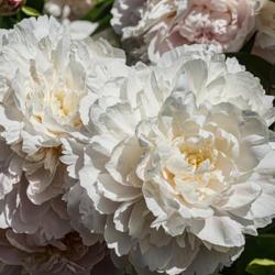 Location: Peony Garden at Nichols Arboretum, Ann Arbor, Michigan
Date: 2014-06-05
Typical appearance of mature blooms, seen from the top or 'front'