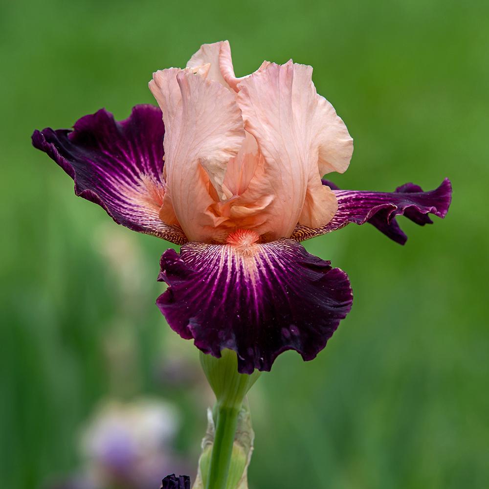 Photo of Tall Bearded Iris (Iris 'Cape Royale') uploaded by dirtdorphins