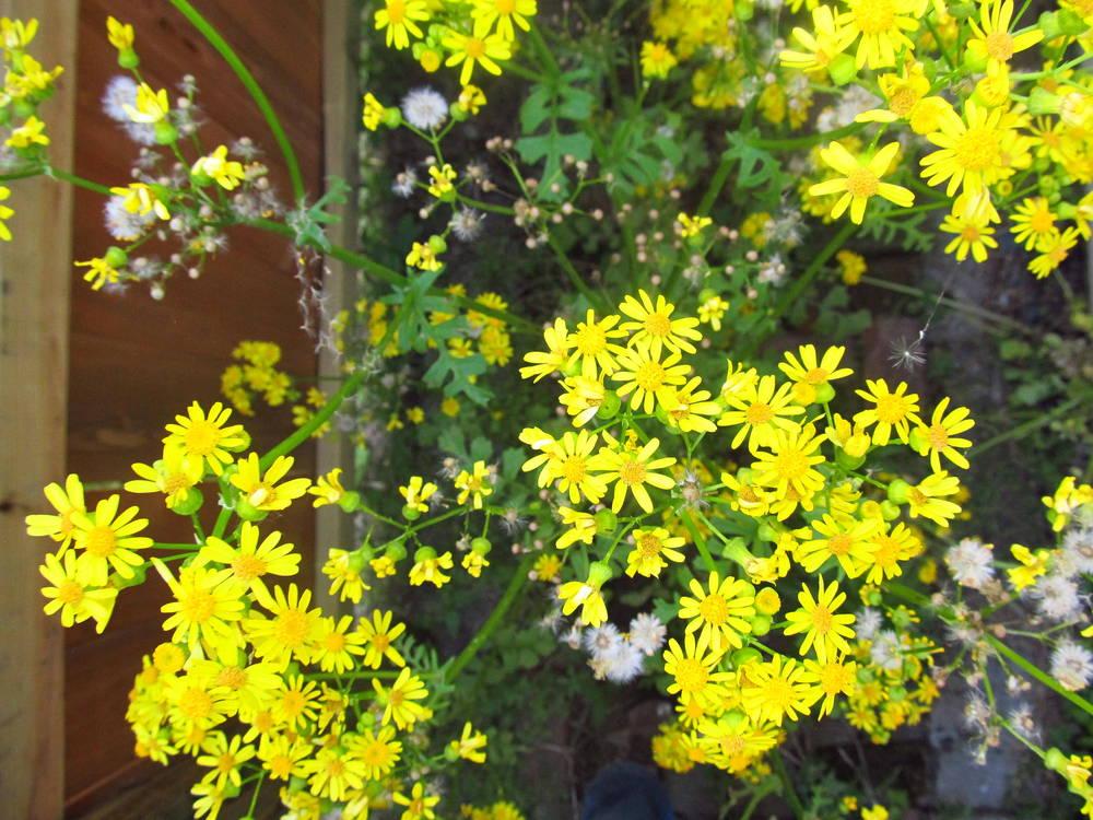 Photo of Butterweed (Packera glabella) uploaded by jmorth