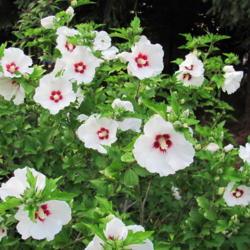 Location: charlottetown, pei, canada
Date: 2012-09
rose of sharon-red heart -several blooms.