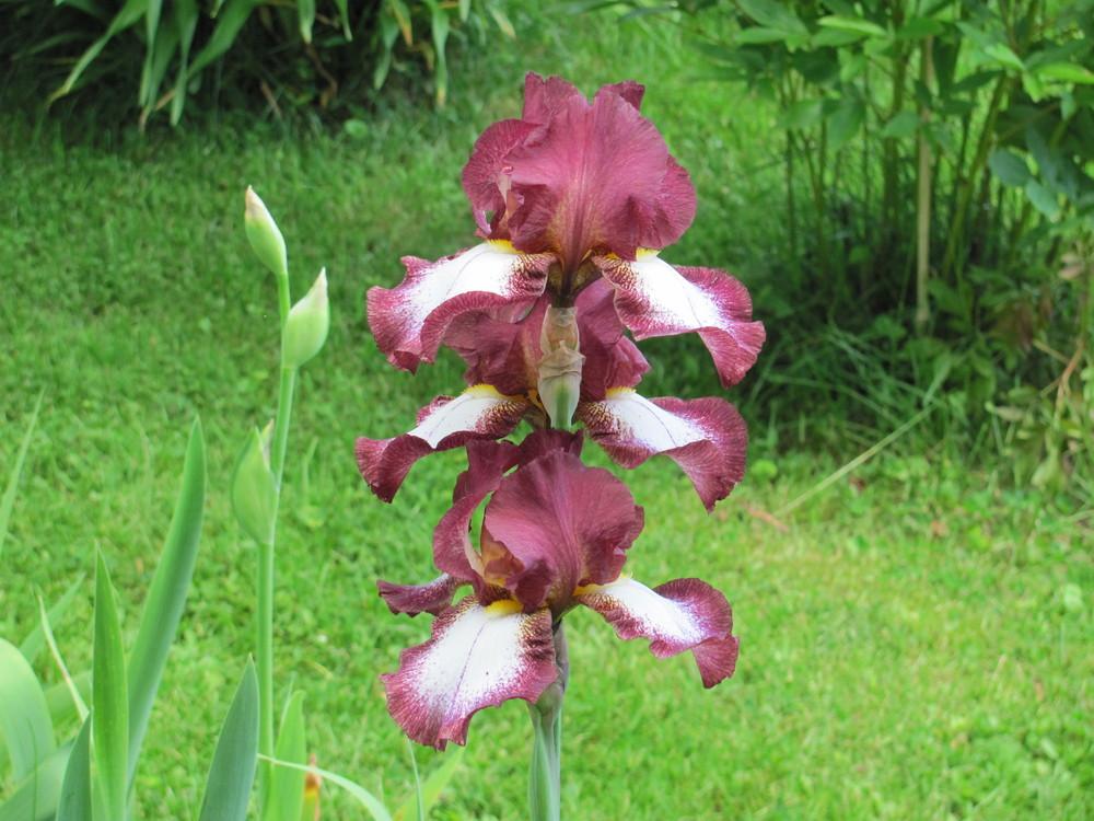 Photo of Tall Bearded Iris (Iris 'Crinoline') uploaded by roseman2000