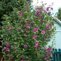 Location: charlottetown, pei, canada
Date: 2000-09
rose of sharon -Lucy ,tall grower ,gone after several yrs.
