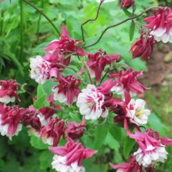 Location: charlottetown, pei, canada
Date: 2011-06-25
columbine ,winky double red and white.