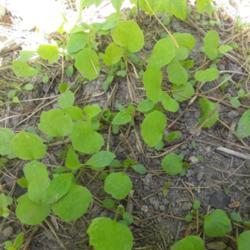Location: Millersville MD
Date: 2020-05-31
Seedlings can be numerous around an established patch in a garden