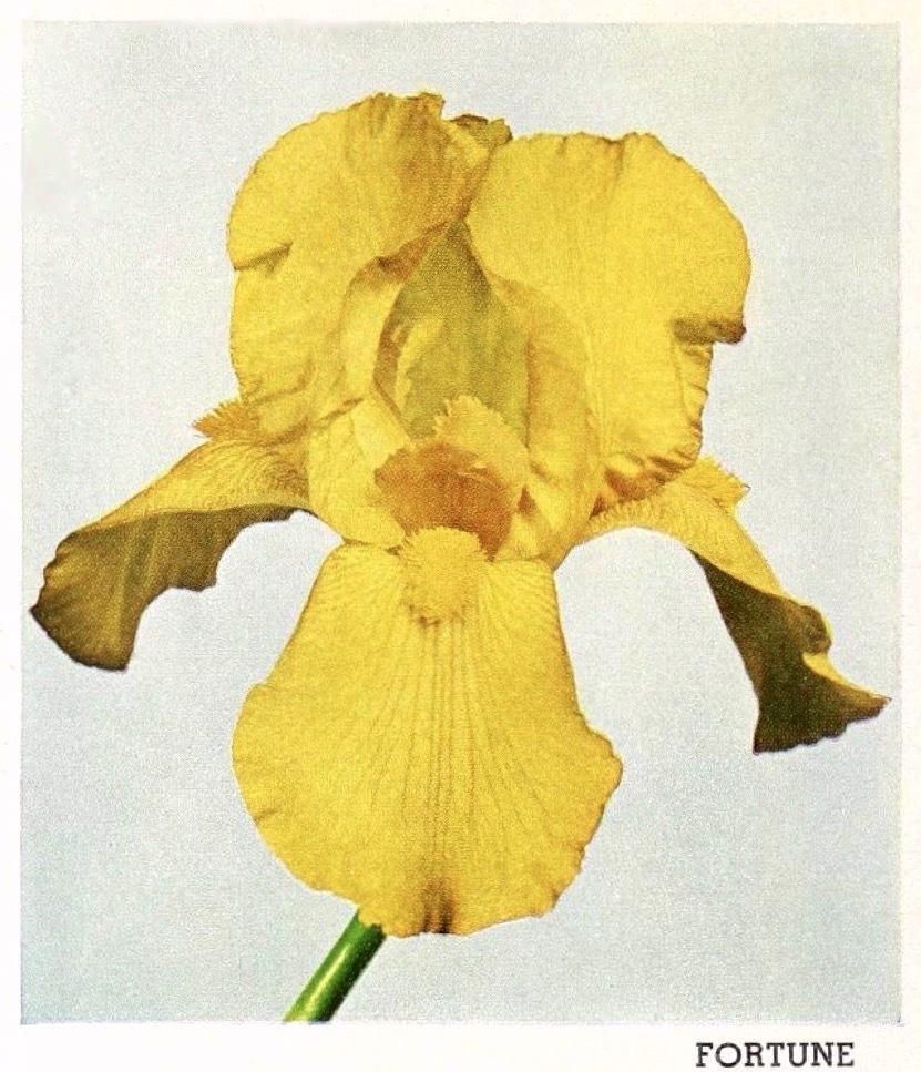 Photo of Tall Bearded Iris (Iris 'Fortune') uploaded by scvirginia