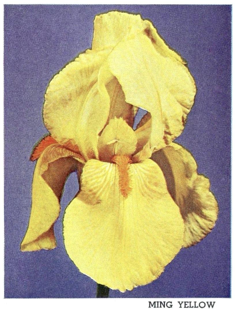 Photo of Tall Bearded Iris (Iris 'Ming Yellow') uploaded by scvirginia