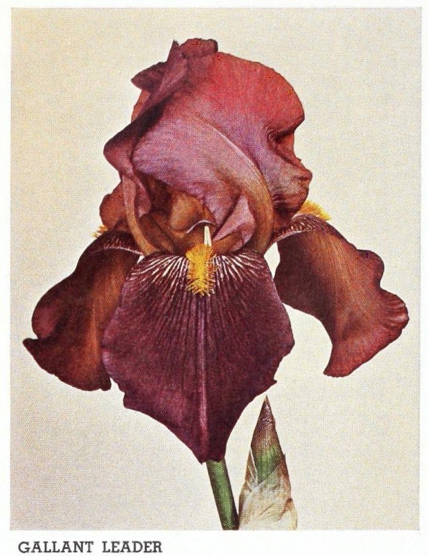 Photo of Tall Bearded Iris (Iris 'Gallant Leader') uploaded by scvirginia