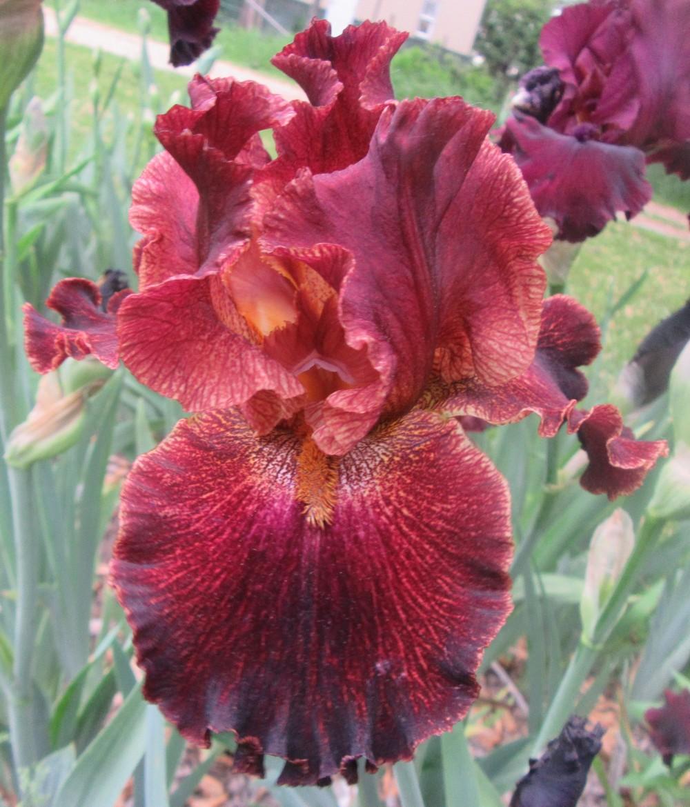 Photo of Tall Bearded Iris (Iris 'Front of the Line') uploaded by tveguy3