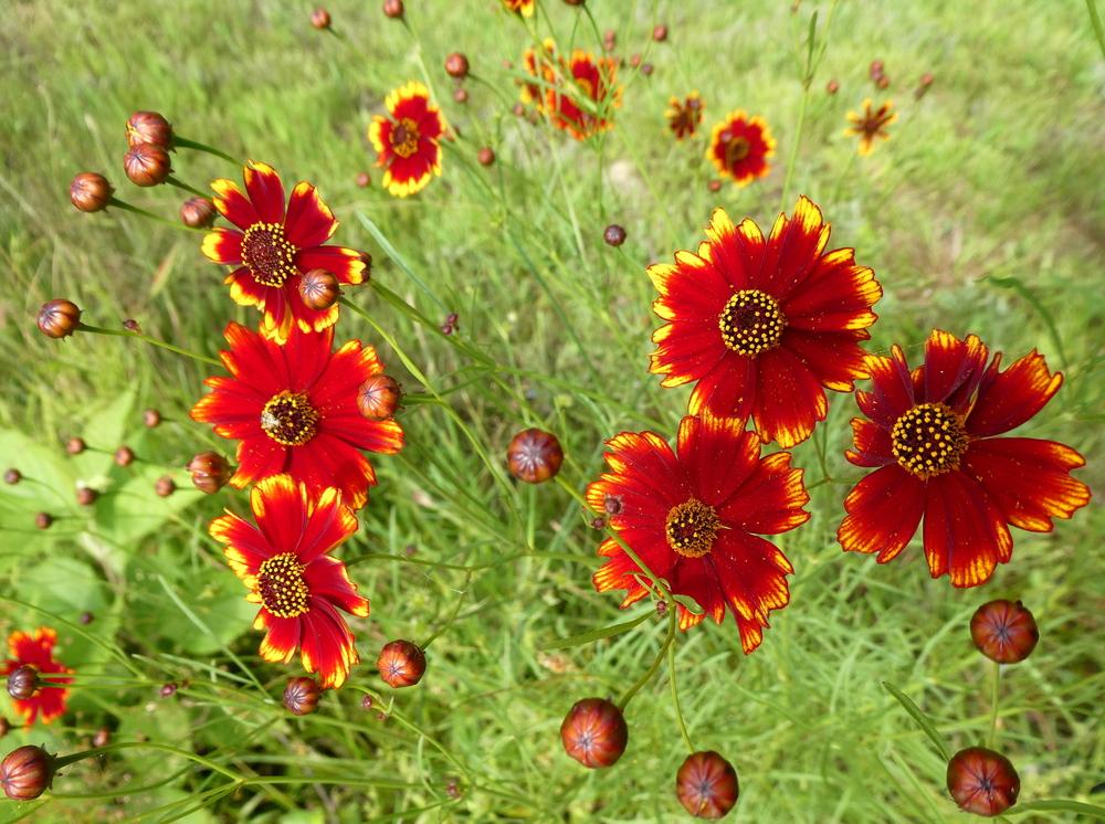 Photo of Tickseeds (Coreopsis) uploaded by wildflowers