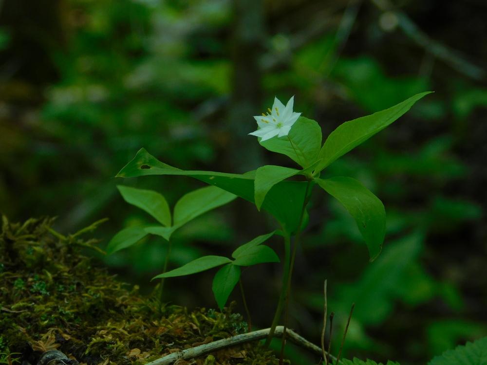 Photo of Starflower (Lysimachia borealis) uploaded by JHeirloomSeeds